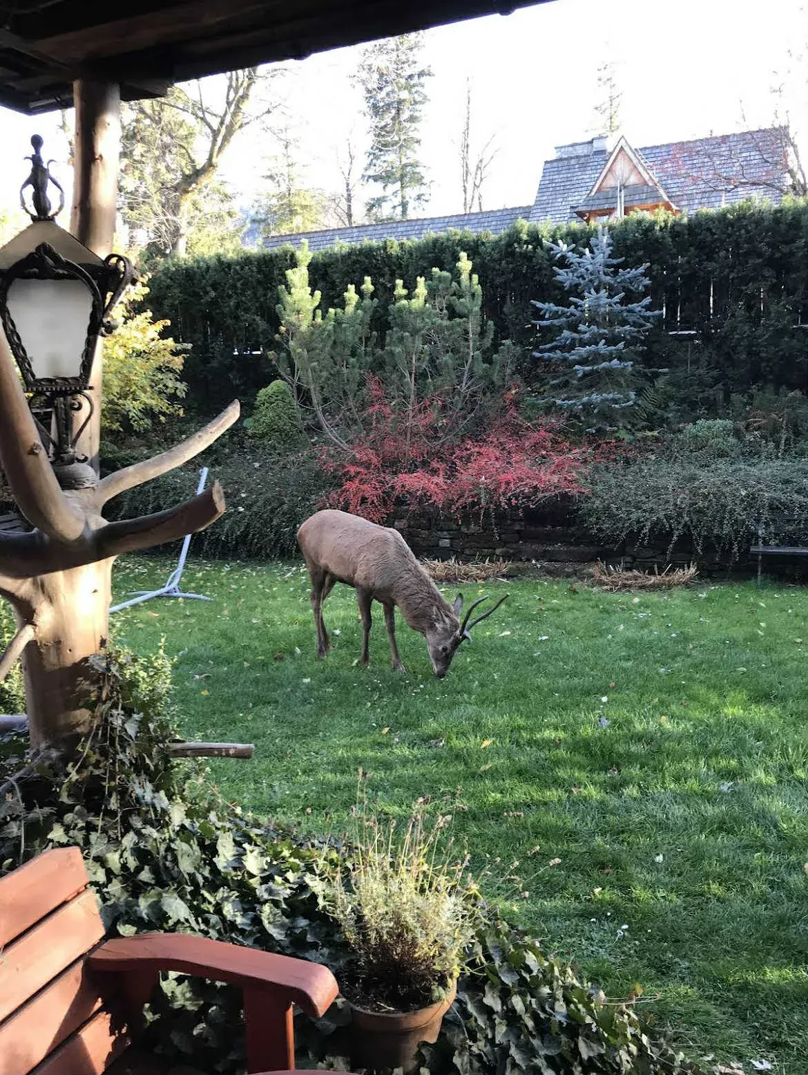Jeleń w ogrodzie