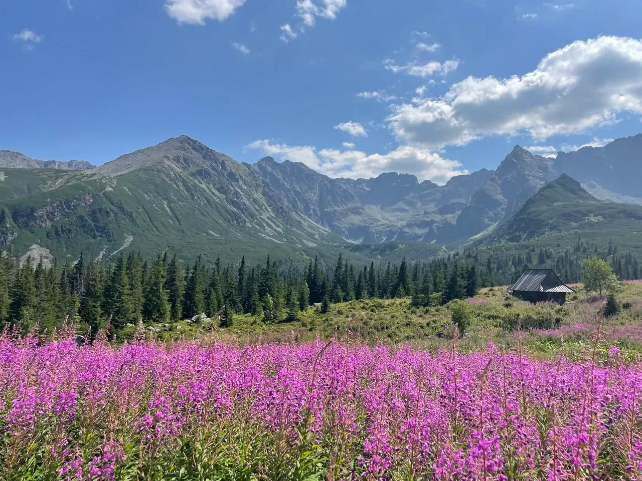 Hala Gąsienicowa latem