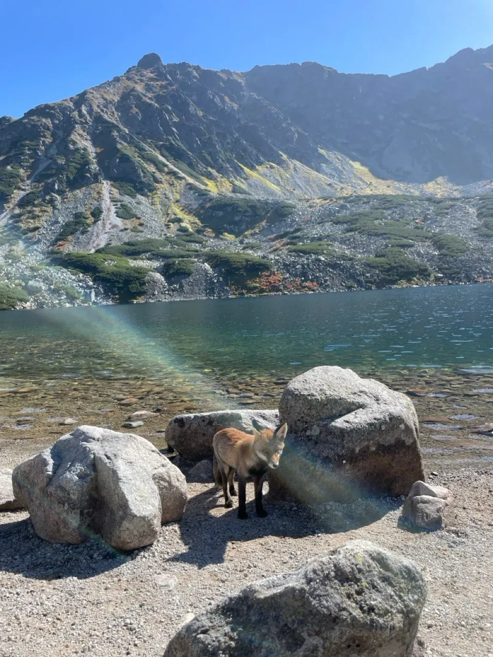 Lis nad stawem w Tatrach