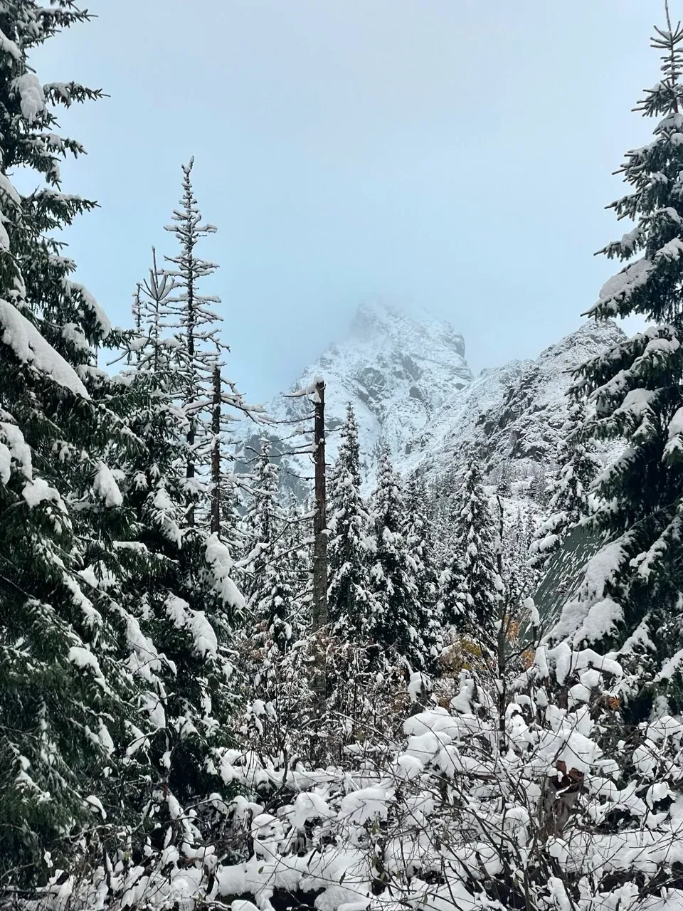 Tatrzański las w śniegu